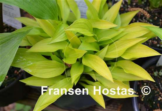 Hosta Munchkin Fire